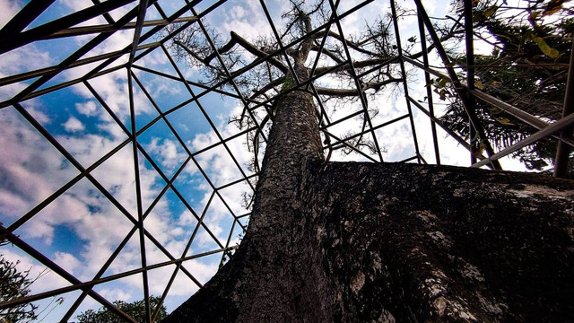 Salah satu pohon randu alas keramat yang kini masih hidup di makam Dusun Kauman, Pleret, Bantul. Foto: Widi RH Pradana/Pandangan Jogja