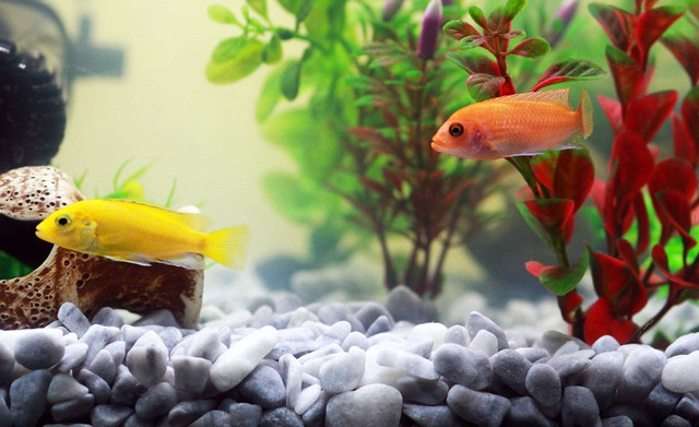 Ilustrasi Ikan Lemon. Sumber foto: Pixabay