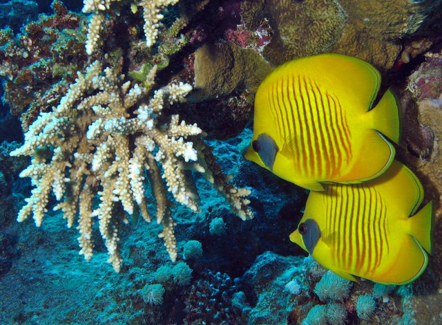 Ilustrasi ikan hias air laut. Sumber: Derek Keats/pexels.com
