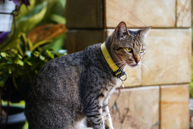 Ilustrasi kucing betina birahi umur berapa. Sumber Foto: Unsplash 
