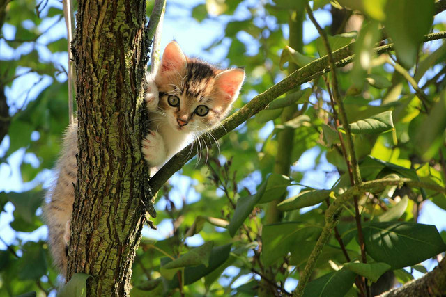 Ilustrasi cara menemukan kucing yang hilang. Sumber: Pixabay/pexels.com