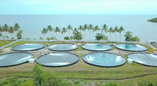 Inovasi PLN dengan pemanfaatan energi listrik di bidang agrikultur. Foto: dok. PLN