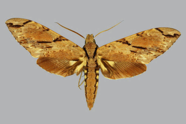 Ngengat sphinx wallace. Foto: Sphingidae Taxonomic Inventory