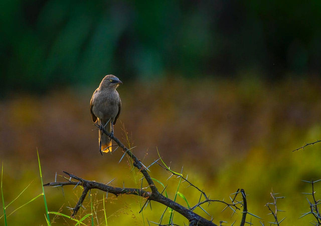 Ilustrasi cara merawat burung mantenan. Sumber: Rajukhan Pathan/pexels.com