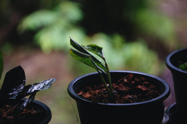 Ilustrasi Cara Menanam Biji Alpukat. Unsplash/Alexey Demoy.