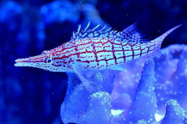 Ilustrasi jenis ikan hias hawkish, sumber foto: Jiří Mikoláš by pexels.com