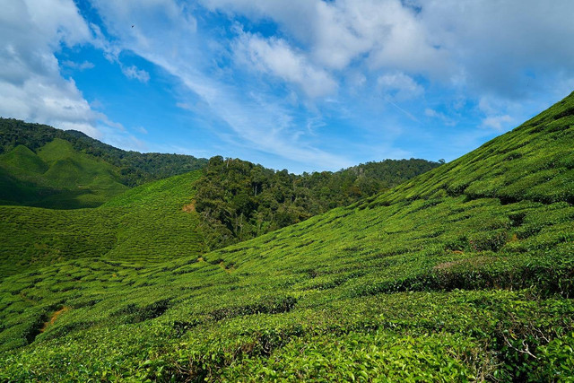 Ilustrasi Perkebunan Teh Rancabali, sumber: unsplash/EnginAkyurt