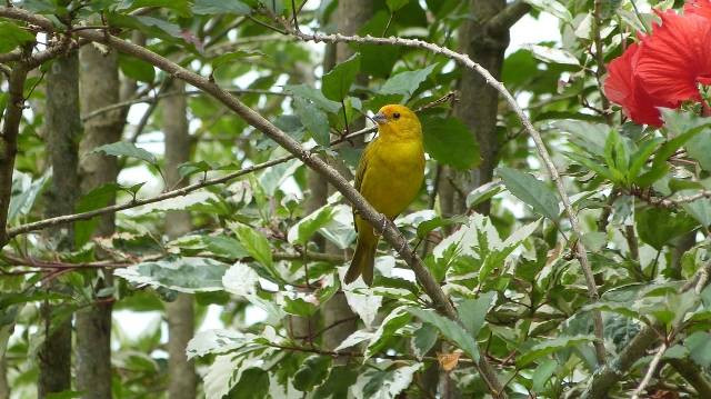 Ilustrasi cara merawat burung kenari gloster. Foto: Pixabay