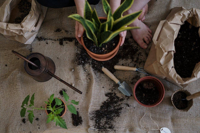 Ilustrasi manfaat pupuk kompos. Sumber: planting plants/pexels.com