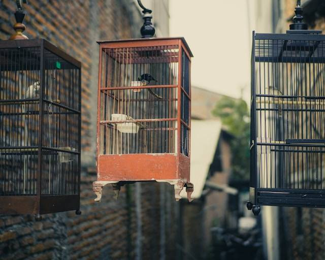 Ilustrasi manfaat ulat jerman untuk murai, sumber foto: unsplash.com/Visual Karsa