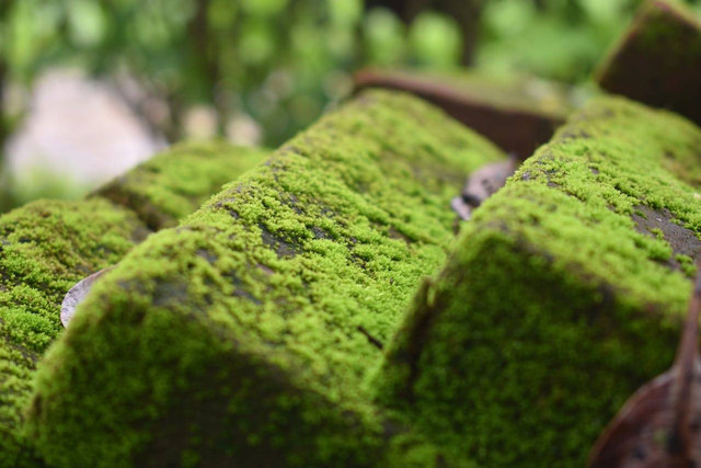Ilustrasi lumut. Sumber foto: Pexels