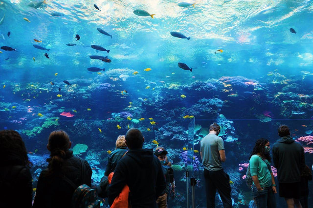 Ilustrasi Jakarta Aquarium, Sumber: Pexels/Manny Rodriguez