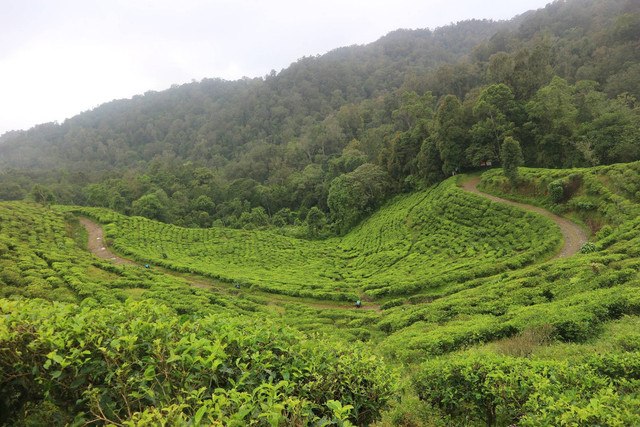 Ilustrasi Nimo Highland Bandung. Sumber: Unsplash/ Oktavia Ningrum.