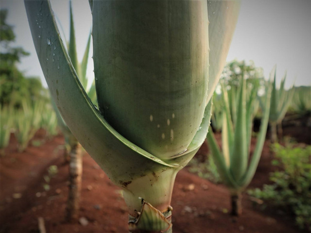 Pertanian Lidah Buaya Kalisuren/ Bahtiar Dwi Susanto