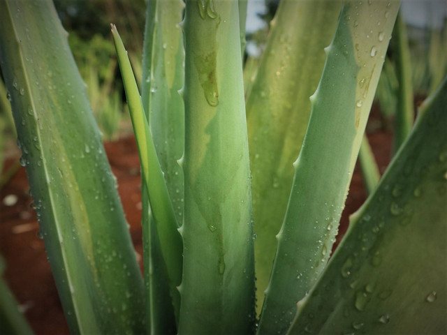 Pertanian Lidah Buaya Kalisuren/ Bahtiar Dwi Susanto