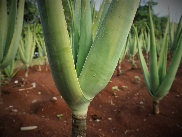 Pertanian Lidah Buaya Kalisuren/ Bahtiar Dwi Susanto