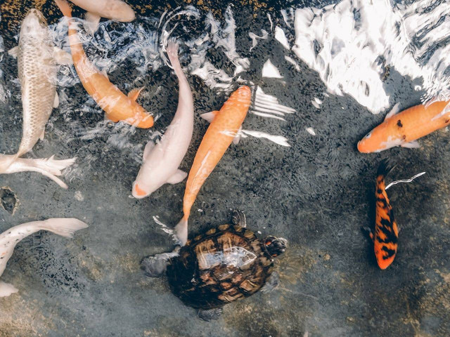 Ilustrasi cara menghilangkan black spot pada ikan koi. Sumber: Irlando Calzada/pexels.com