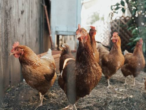 Cara Membuat Pakan Ayam. Unsplash/Ben Moreland