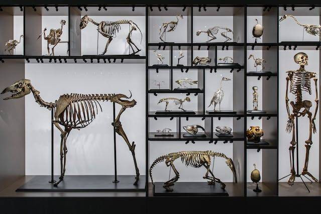 Teori evolusi Darwin. Sumber: pexels.com