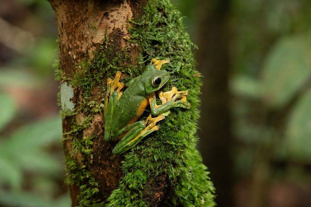 Katak terbang Wallace yang dijumpai oleh peneliti di Gunung Palung. (Foto : Wahyu Susanto).