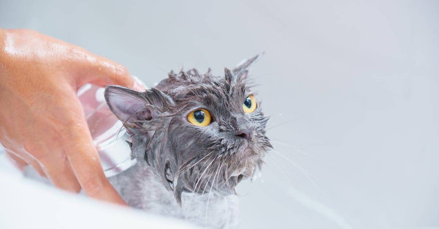 Ilustrasi cara memandikan kucing yang benar. Sumber : pexels