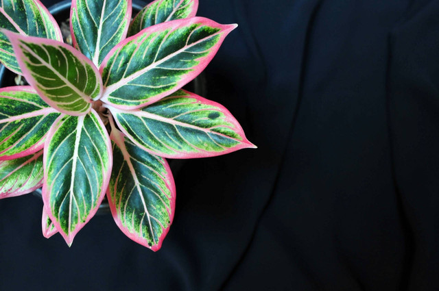 Ilustrasi cara menanam aglonema dengan media air. Sumber foto: Unsplash