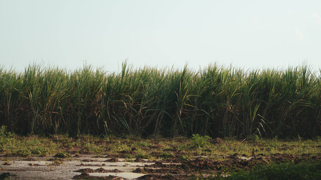 Ilustrasi Tanaman Tebu dapat Berkembang Biak dengan Cara. Unsplash/Abhisek S.