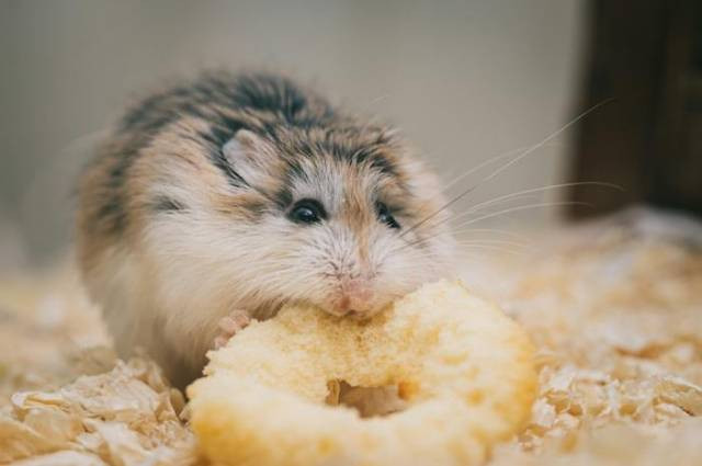 Ilustrasi makanan pokok hamster, sumber foto: Ellie Burgin by pexels.com