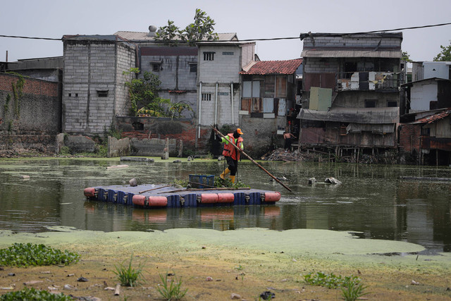 Petugas PPSU membersihkan eceng gondok agar air yang ada tidak mengotori sisa air yang ada di Kampung Apung, Kapuk, Cengkareng, Jakarta Barat, Kamis (2/11/2023). Foto: Iqbal Firdaus/kumparan