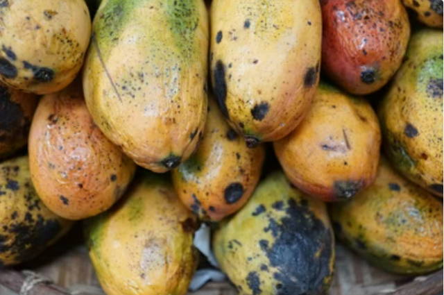 Kasus Food Waste Dikarenakan Proses Simpan Yang Buruk. Sumber: shutterstock.com