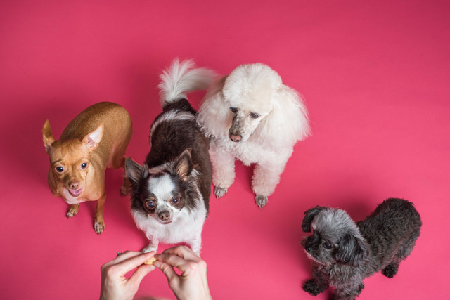 Ilustrasi: Rekomendasi Nama Anjing Aesthetic. Sumber: Goochie Poochie Grooming/Pexels.com