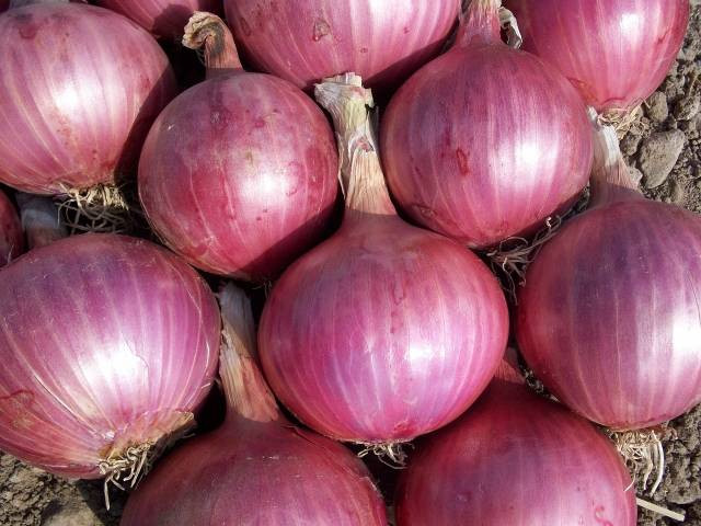 Ilustrasi cara menanam bawang merah untuk pemula. Foto: Pixabay