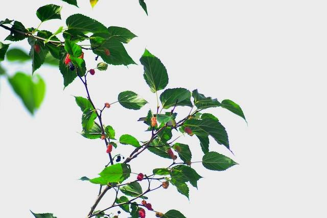 Ilustrasi cara menanam murbei dari batang, sumber foto: unsplash.com/jules a.