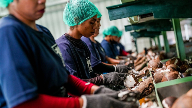 Pabrik pengolahan kelapa terpadu PT Dewa Agricoco Indonesia (Dewacoco) di Desa Goal Kecamatan Sahu Timur, Kabupaten Halmahera Barat, Provinsi Maluku Timur. Foto: Dok. Istimewa