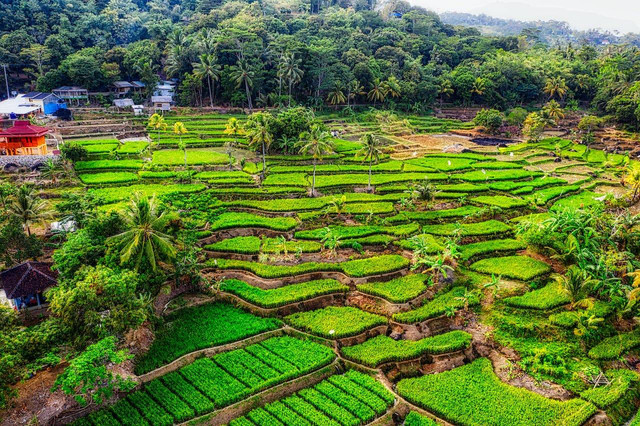 Ilustrasi daya tarik wisata Jatiluwih, Sumber: Pexels/Tom Fisk