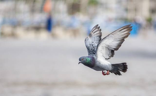 Ilustrasi cara agar merpati los dor. Foto: Pixabay