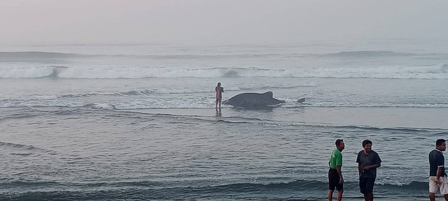 Hiu tutul terdampar di Pantai Kwaru, Bantul, pada Sabtu (18/11) pagi. Foto: Polres Bantul