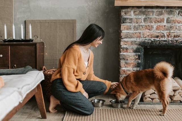 Ilustrasi apakah anjing boleh makan mangga, sumber foto: Vlada Karpovich by pexels.com