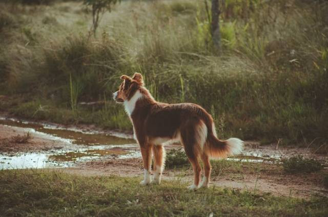 Ilustrasi apakah anjing boleh makan jeruk, sumber foto: Lucas Pezeta by pexels.com