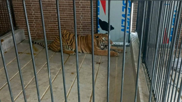 Harimau peliharan di Samarinda yang menerkam seorang pria saat memberi makannya. Foto: Dok. Istimewa