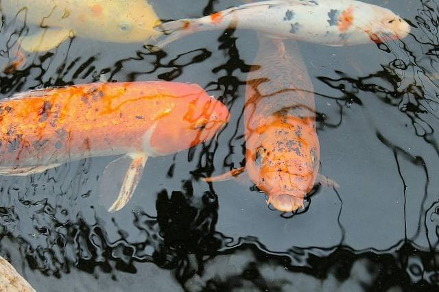 Ilustrasi kelebihan dan kekurangan budikdamber. Foto: Pixabay