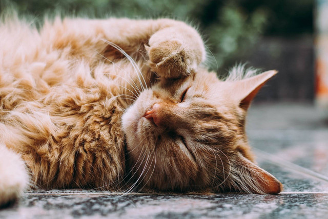 Ilustrasi ciri-ciri kucing mau mati, sumber foto: unsplash.com/Ludemeula Fernandes