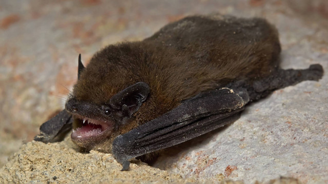 Ilustrasi Kelelawar Serotin. Foto: David Dohnal/Shutterstock