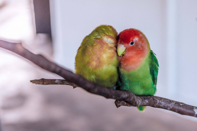 ilustrasi lovebird (Unsplash)