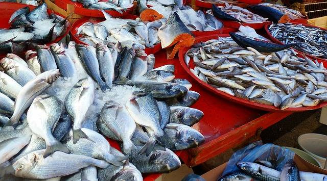 Ilustrasi Manfaat Ikan. Sumber foto: Unsplash/Heberhard