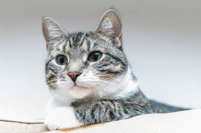 Ilustrasi kenapa kucing suka tidur dekat kita. Foto: Pixabay