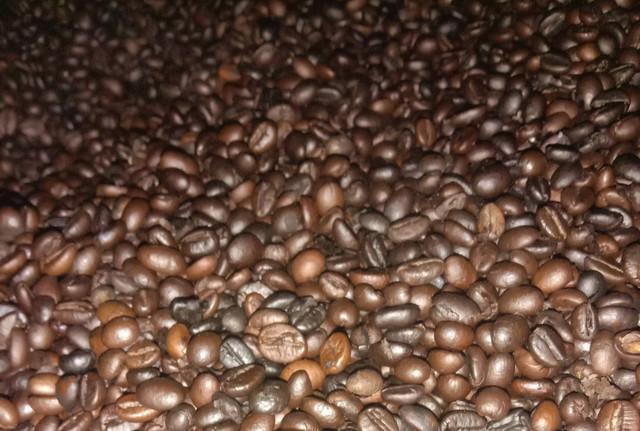 Kopi asli Desa Kaongkeongkea, jenis kopi robusta. (Foto: By Susmita)