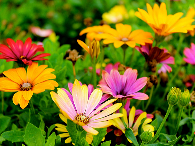 Ilustrasi 20 contoh tumbuhan monokotil dan dikotil. Sumber: pexels.com/LeighPatrick.