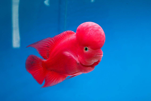 ilustrasi ikan louhan (Pexels)