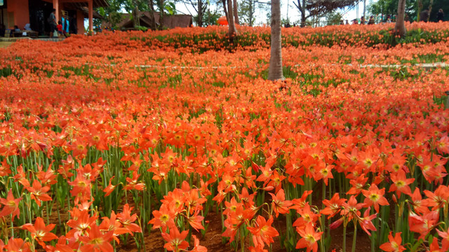 Ilustrasi Flora Indonesia. Foto: dedhik/Shutterstock